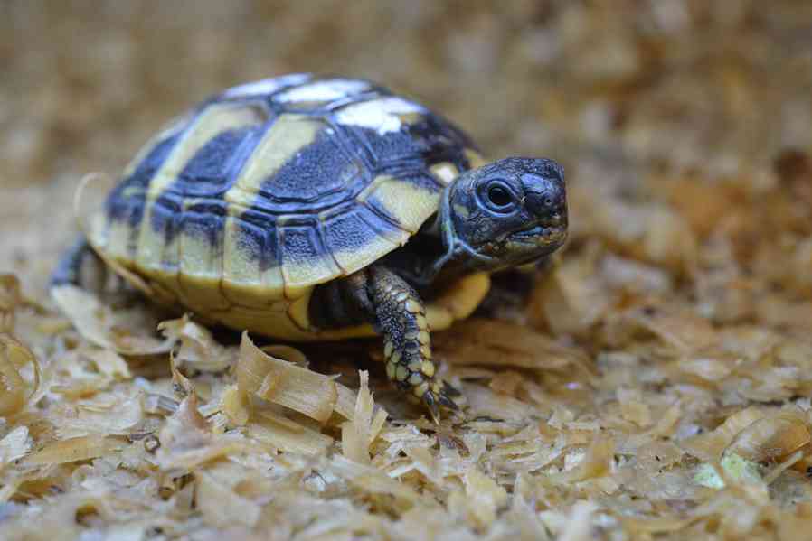 Suchozemské želvy + plně vybavená terária - foto 2