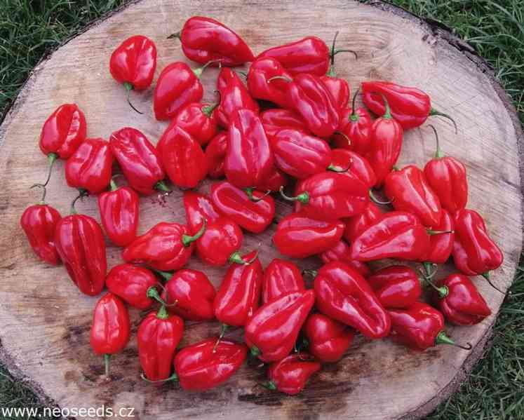 Chilli Habanero Red - semena - foto 1