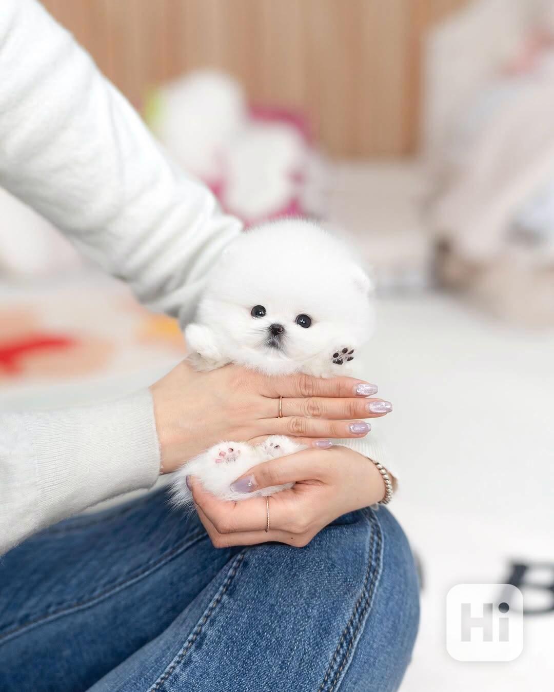 Nádherná štěňata mini pomeranianů – vychovaná s láskou - foto 1