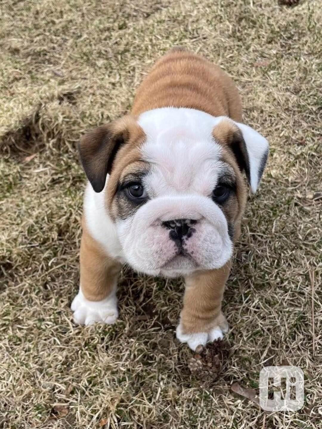 Anglický buldok k dispozici - foto 1