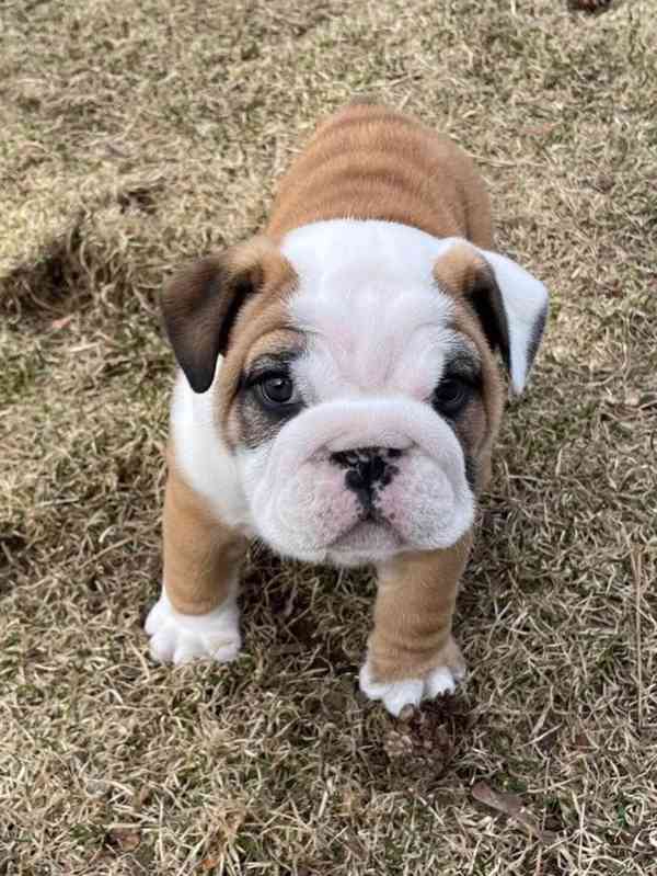 Anglický buldok k dispozici - foto 1
