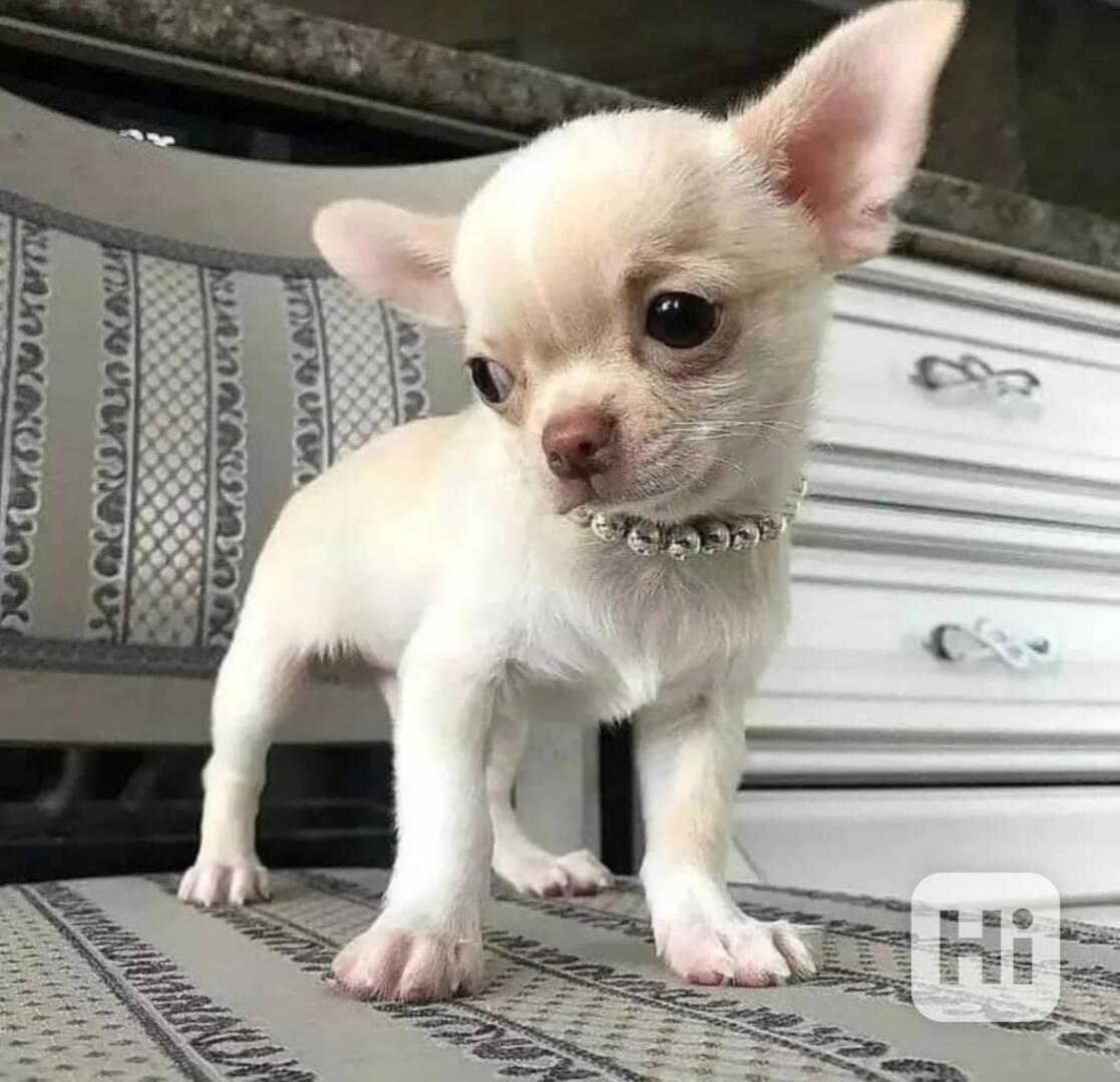 Štěňata čivavy k adopci - foto 1