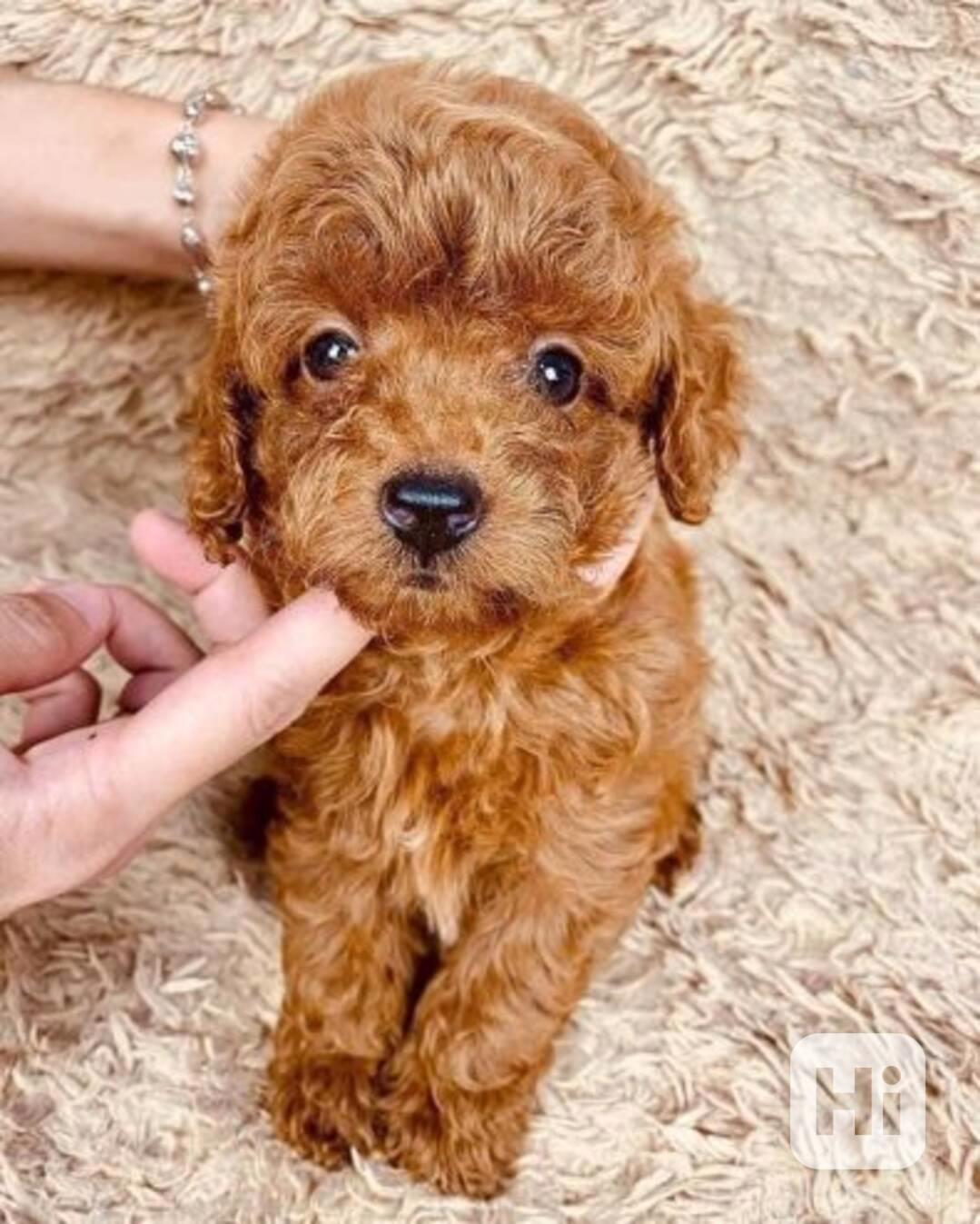 Šťastná štěňata pudla - foto 1