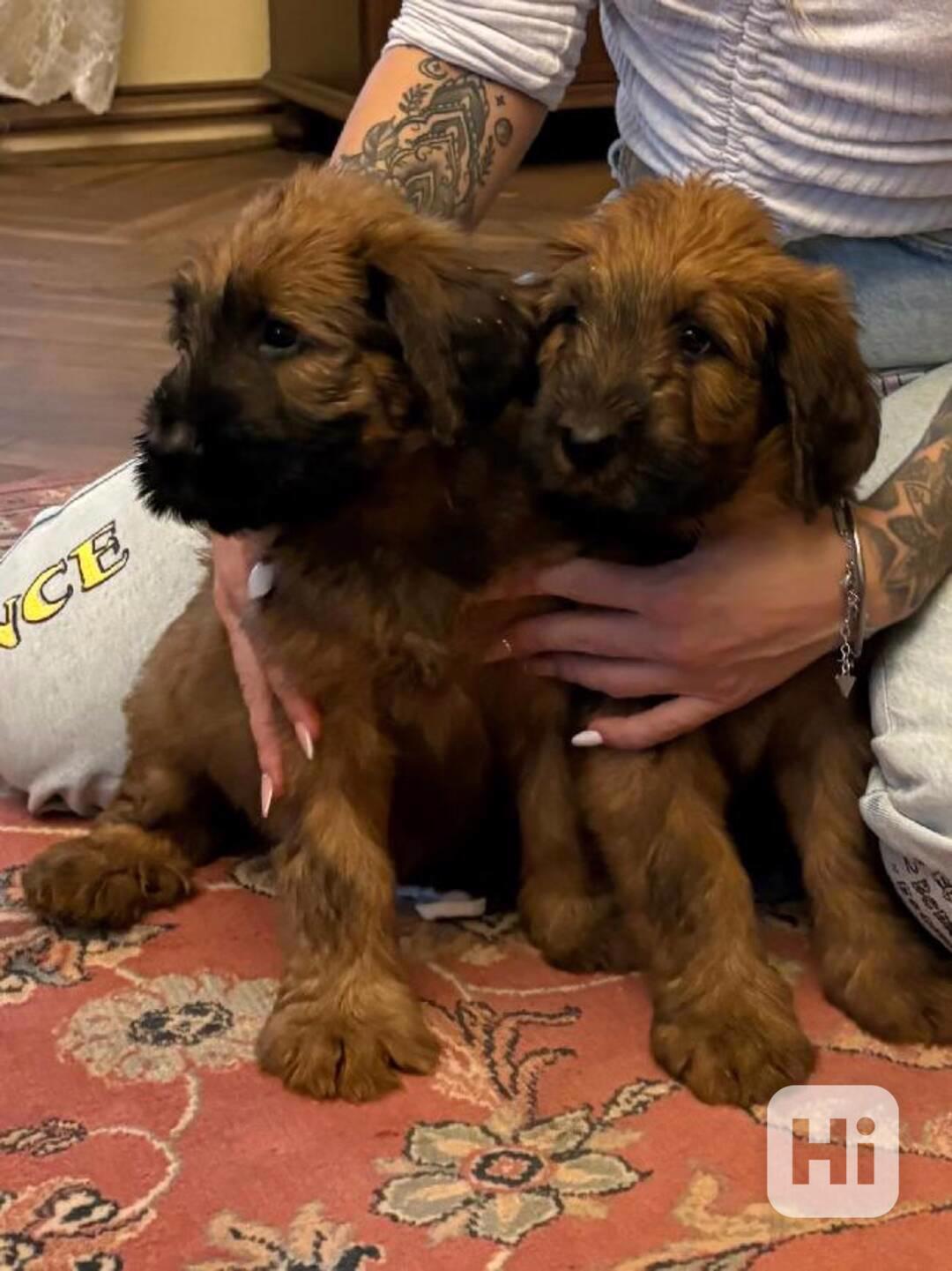 Briard štěně - foto 1