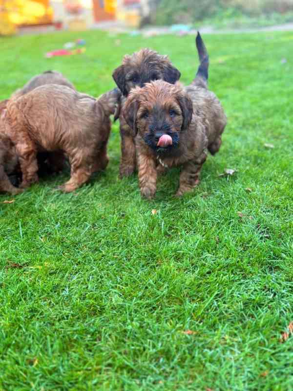 Briard štěně - foto 5