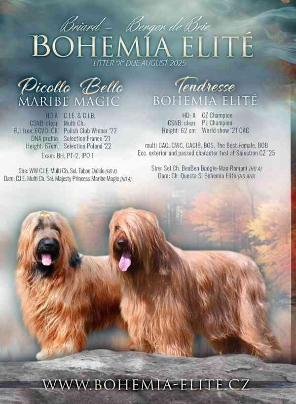 Briard štěně - foto 4