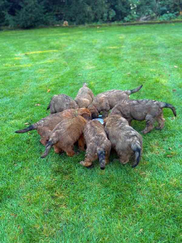 Briard štěně - foto 6