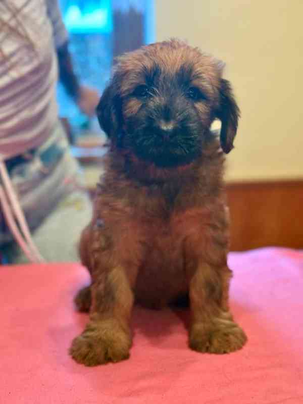 Briard štěně - foto 2