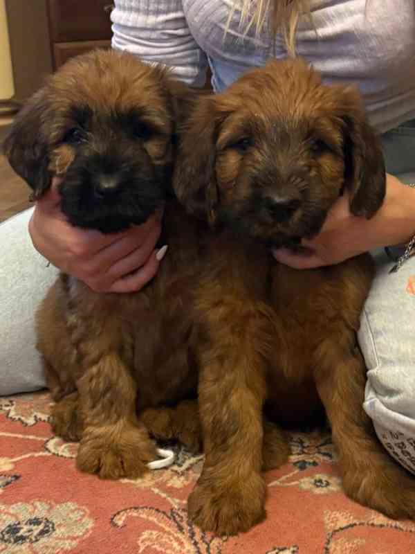 Briard štěně - foto 3