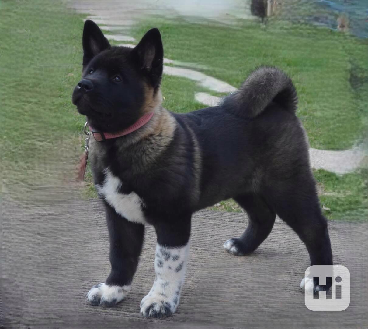 Americká Akita s PP fenka, prodám  - foto 1