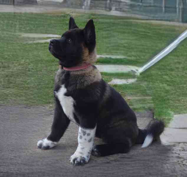 Americká Akita s PP fenka, prodám  - foto 4