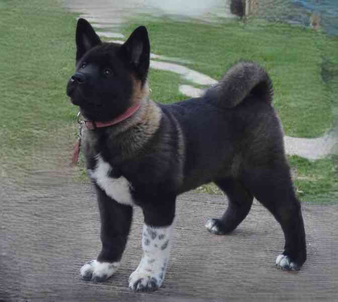 Americká Akita s PP fenka, prodám  - foto 1