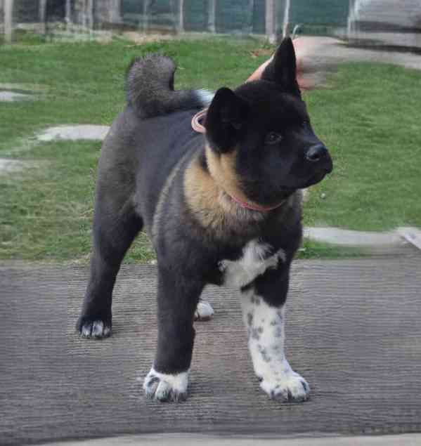 Americká Akita s PP fenka, prodám  - foto 3