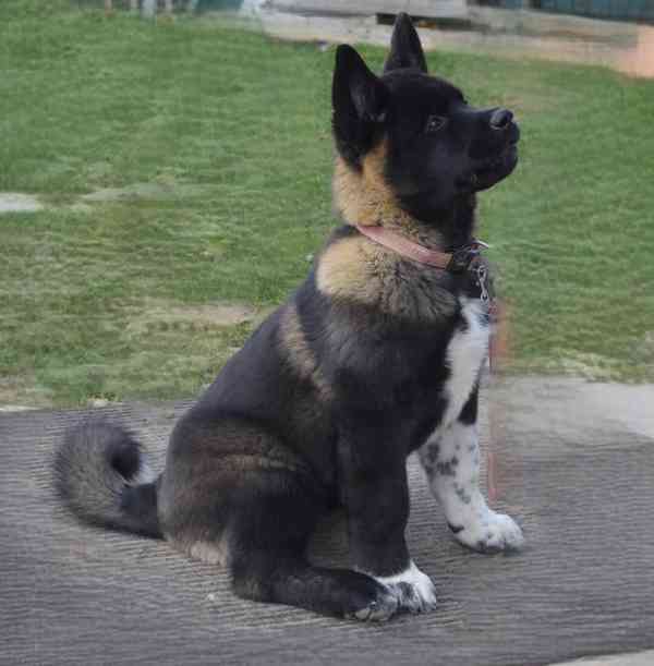 Americká Akita s PP fenka, prodám  - foto 5