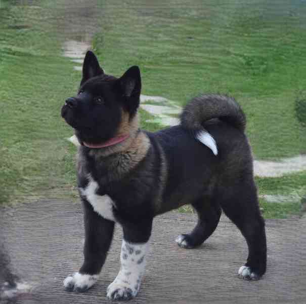 Americká Akita s PP fenka, prodám  - foto 2