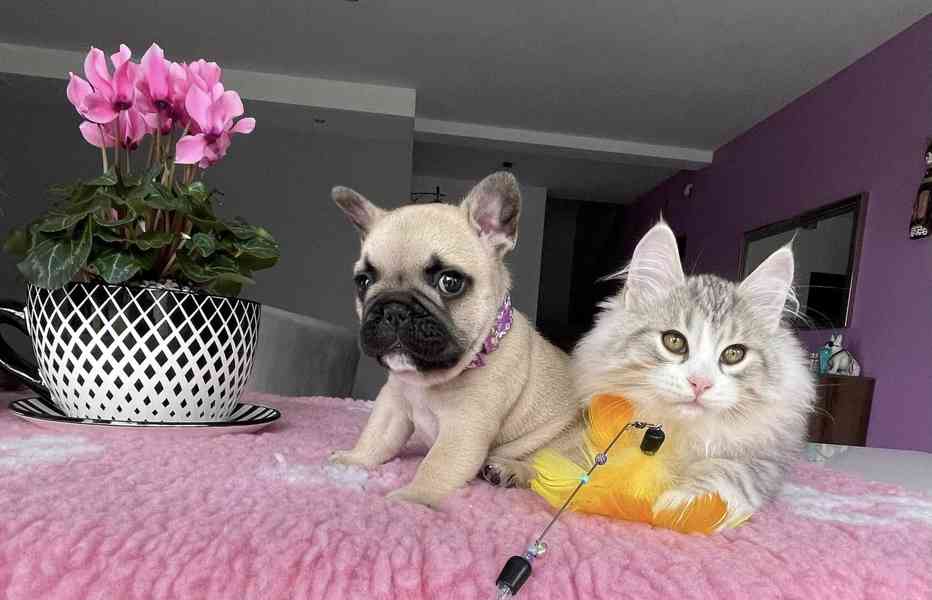 Francouzský buldoček - foto 2