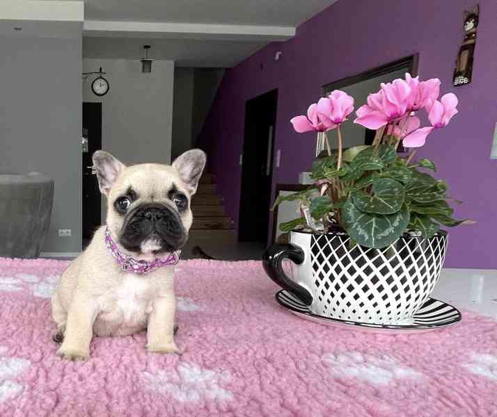 Francouzský buldoček - foto 4