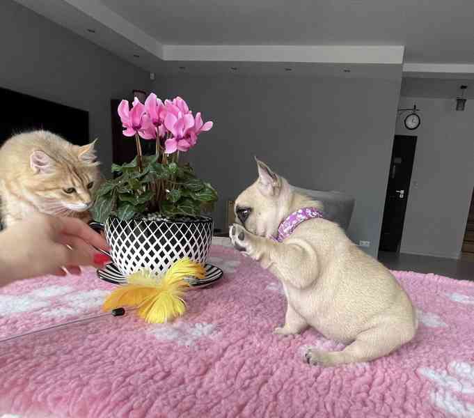 Francouzský buldoček - foto 3