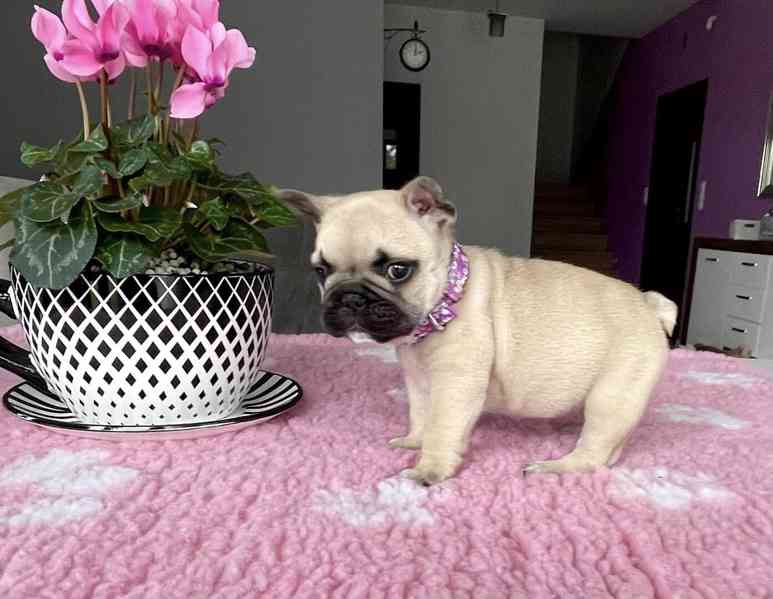 Francouzský buldoček - foto 1