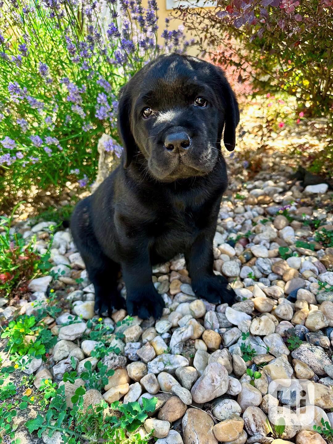 Labradorský Retriever s PP - foto 1