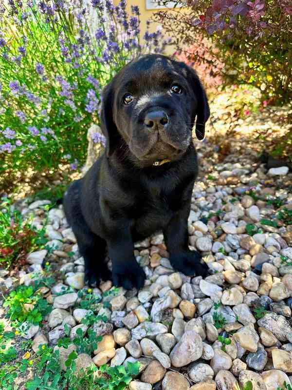 Labradorský Retriever s PP - foto 2