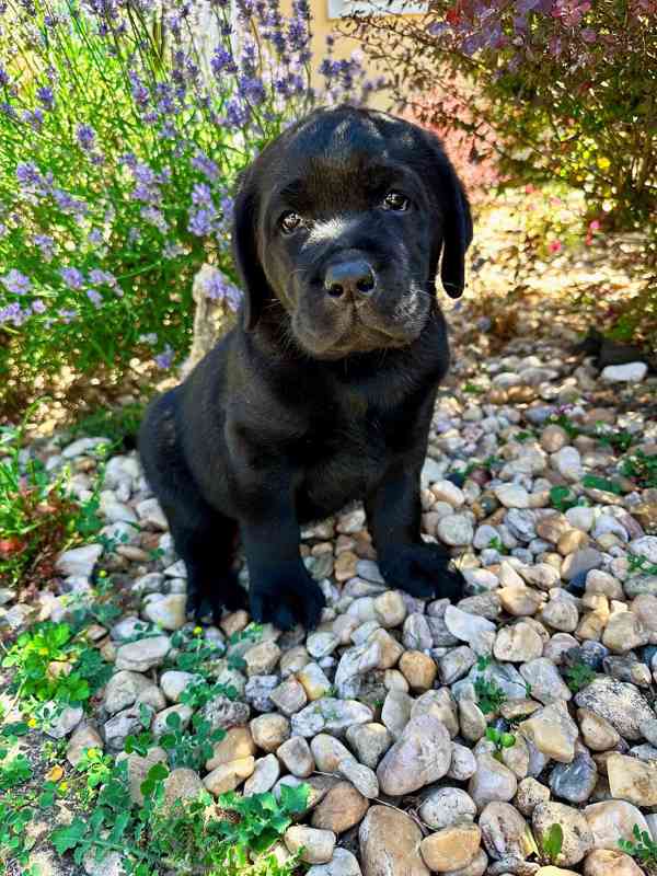 Labradorský Retriever s PP - foto 1
