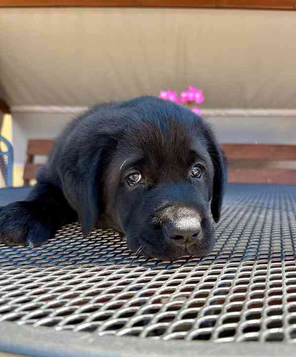 Labradorský Retriever s PP - foto 5