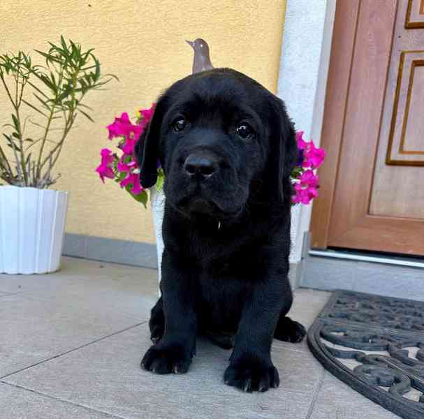 Labradorský Retriever s PP - foto 4