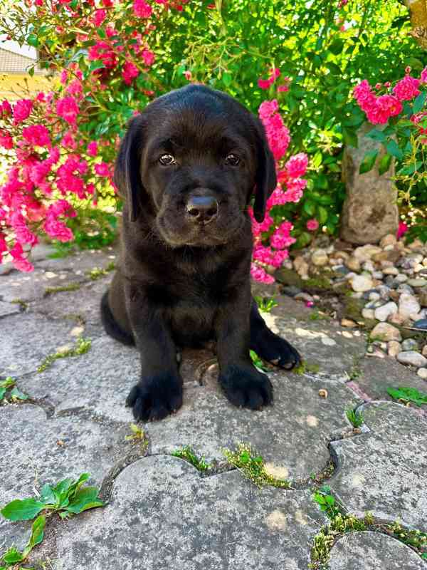 Labradorský Retriever s PP - foto 3