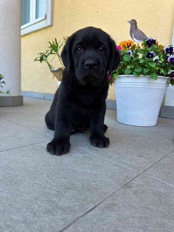 Labradorský Retriever s PP - foto 6