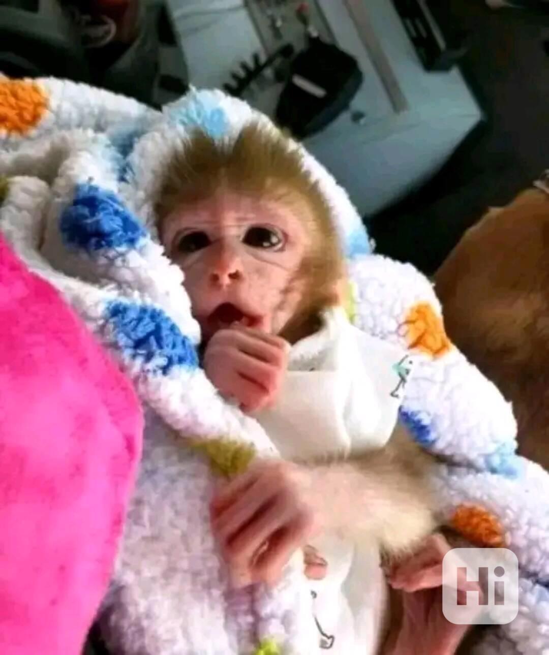  Pozoruhodný hravý kapucín - foto 1