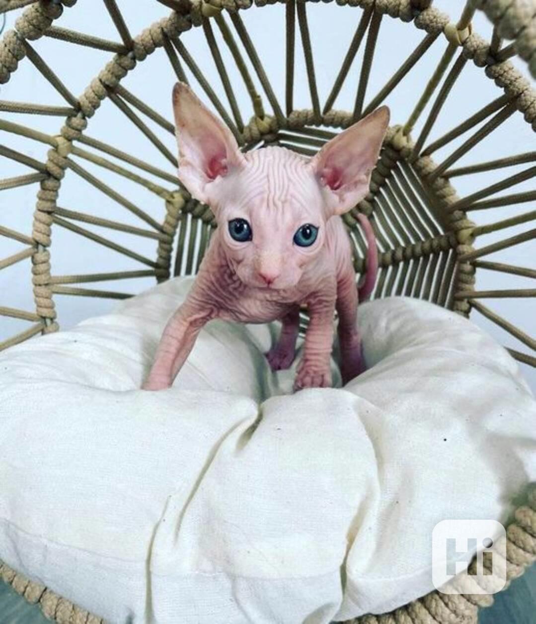 Zdarma Krásná kotátka Sphynx k dárku zdarma  - foto 1