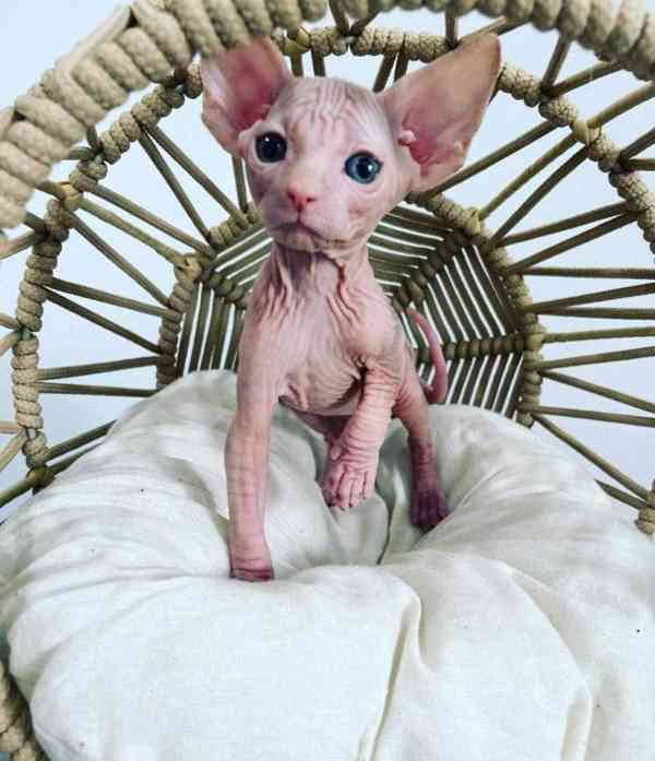 Zdarma Krásná kotátka Sphynx k dárku zdarma  - foto 2