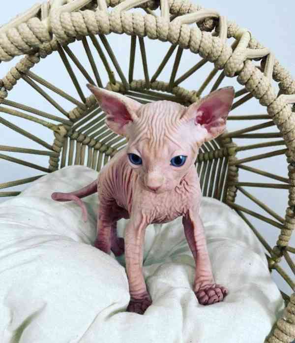 Zdarma Krásná kotátka Sphynx k dárku zdarma  - foto 3