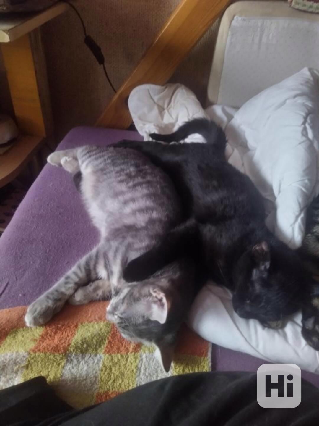 Tmavší mourinka, hravá 4měsíční Magdička hledá domov v bytě - foto 1