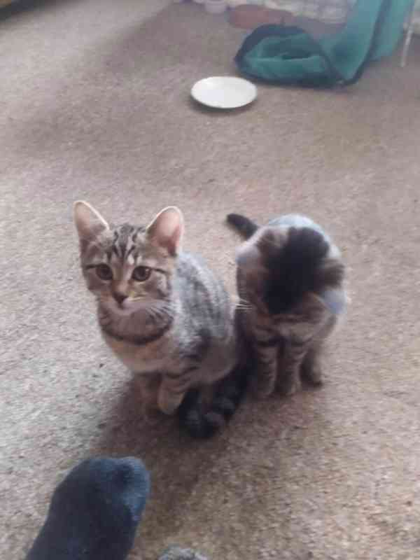 Tmavší mourinka, hravá 4měsíční Magdička hledá domov v bytě - foto 3