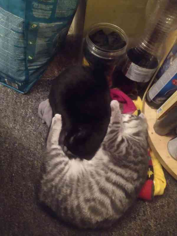 Tmavší mourinka, hravá 4měsíční Magdička hledá domov v bytě - foto 2