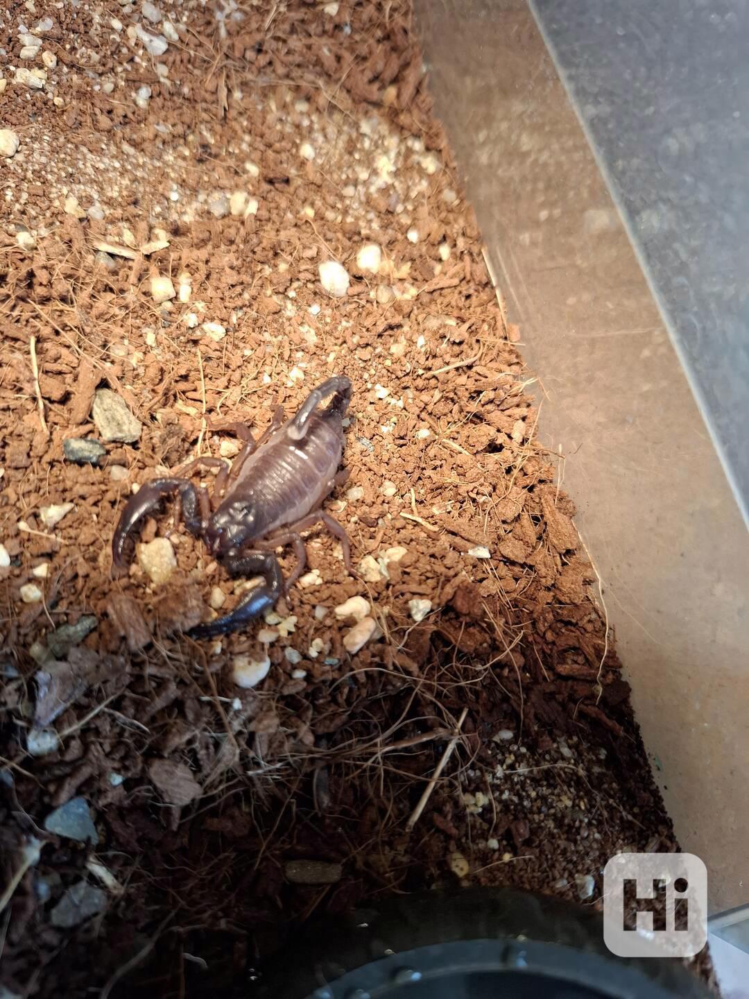 Heterometrus swammerdami  - foto 1