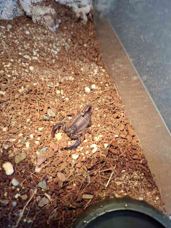 Heterometrus swammerdami  - foto 2