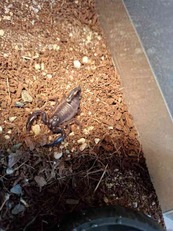 Heterometrus swammerdami - foto 1