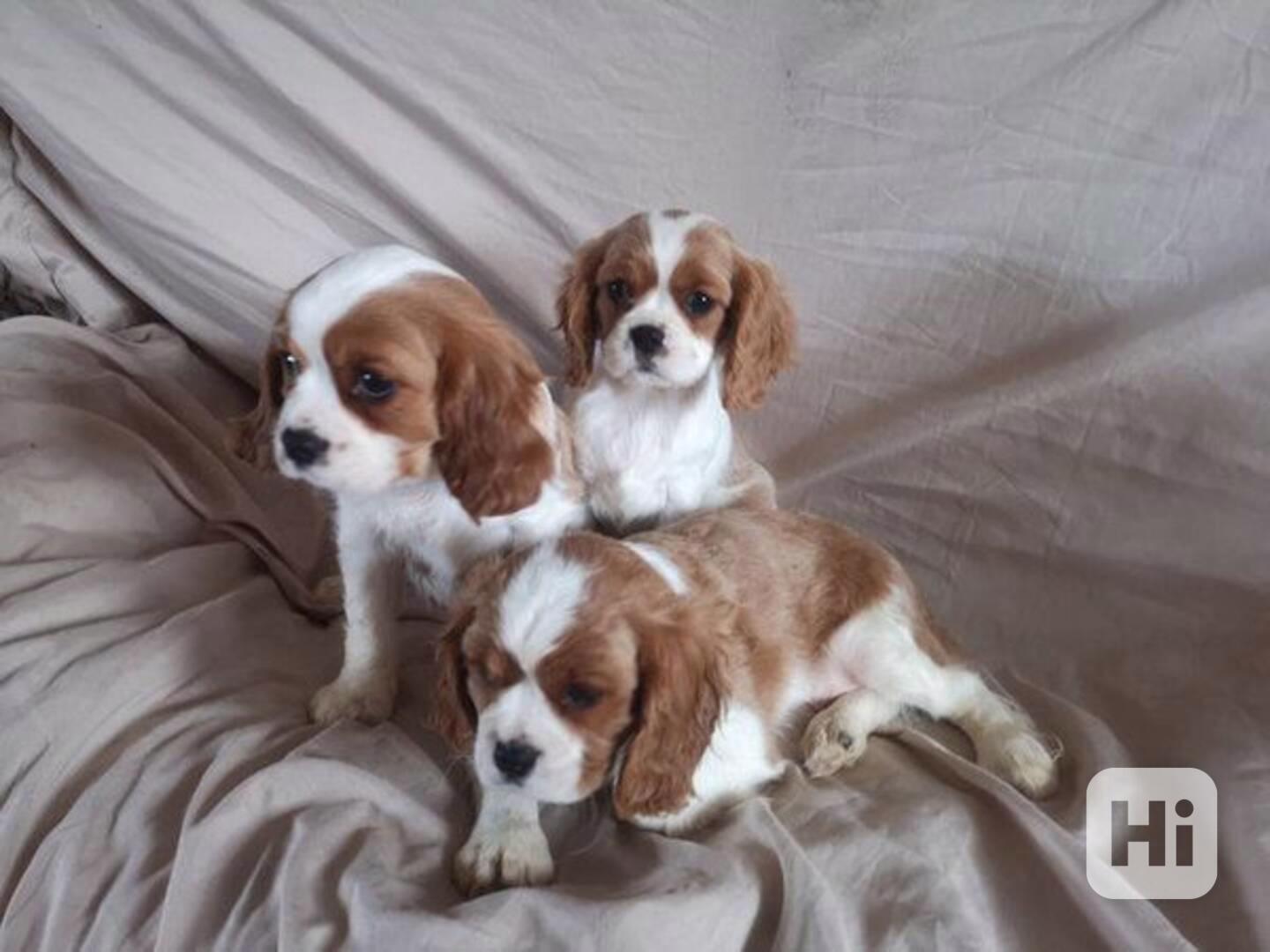 štěňata kavalír King Charles španěl  - foto 1