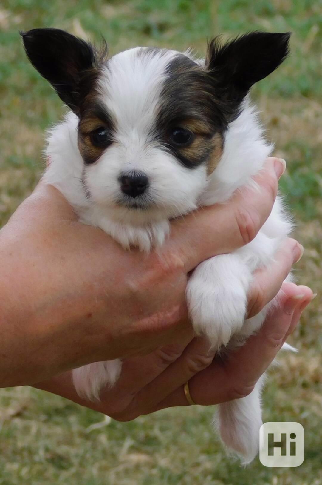 Štěňata papillonů k adopci - foto 1