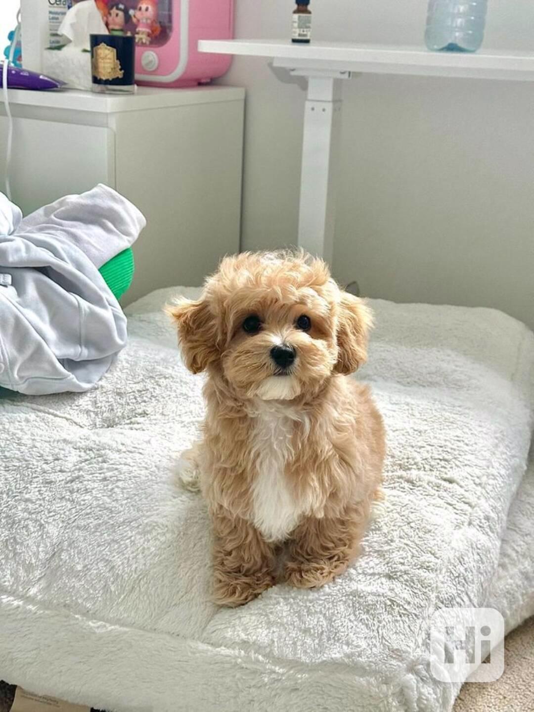 Krásná štěňátka pejska a fenky Maltipoo. - foto 1