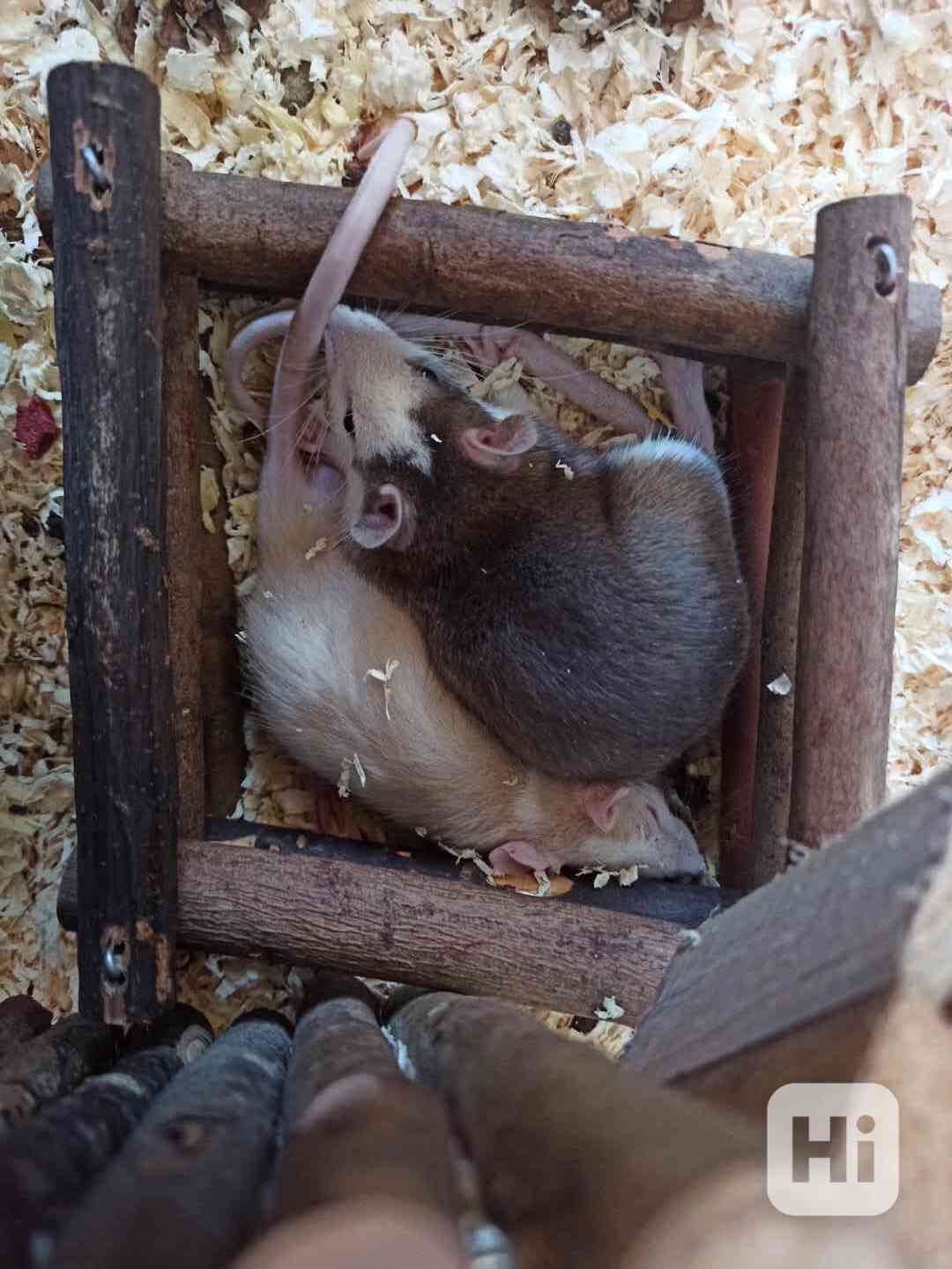 Potkánci Eskymo a Dodo  - foto 1