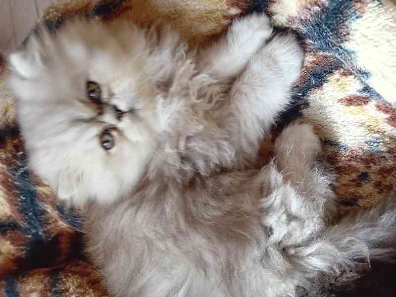 PRODÁM čistokrevné koťátko – kocourek, Perská činčila - foto 1