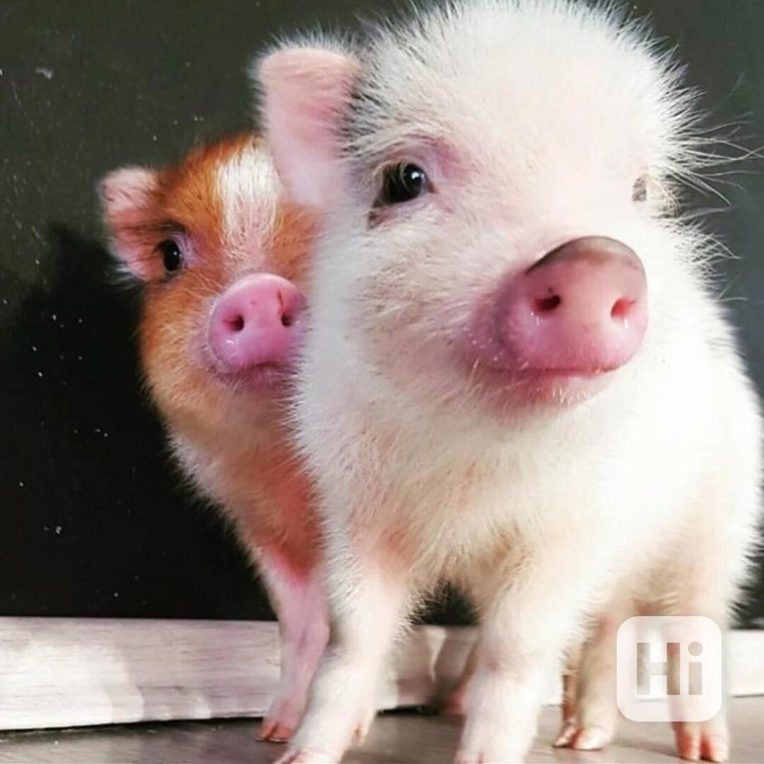 Krásná prasátka na prodej  - foto 1