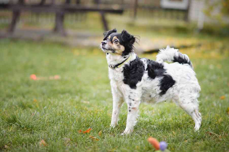 Bublina - hodná praštěná holčička, 8 let - foto 7