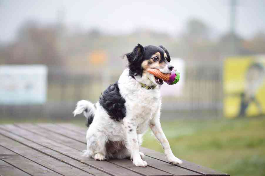 Bublina - hodná praštěná holčička, 8 let - foto 8