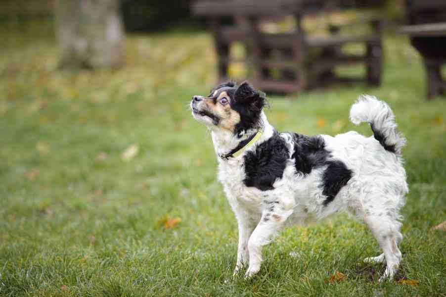 Bublina - hodná praštěná holčička, 8 let - foto 5