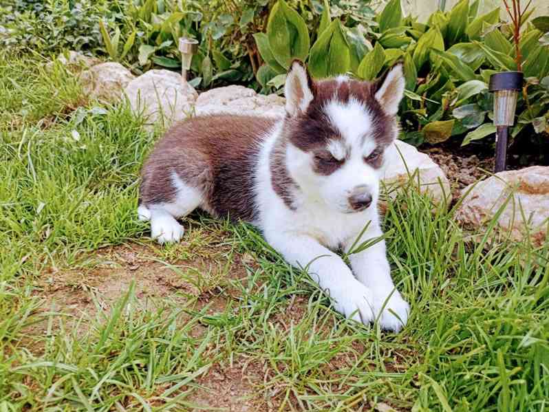 Sibiřský husky - foto 3